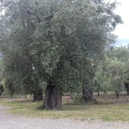 Oliveto Longo * Rossano