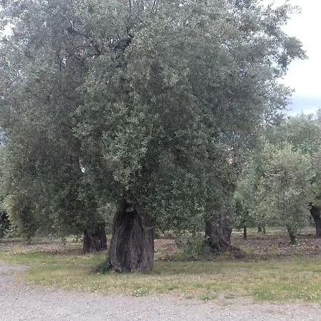 Oliveto Longo Rossano